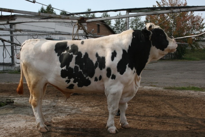 ТОНУС 30645 КСЧП-216